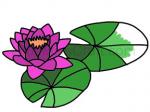 Water Lily Coloring Page 2 Craft